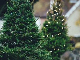 Новогодние елки-2021: Цены, где купить законно и штрафы за нелегальное дерево