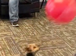 Забавный щенок решил поиграть с воздушным шариком и попал на видео