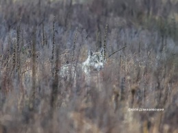 В зоне отчуждения показали фото одинокого волка на околице города Чернобыль