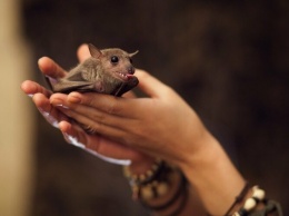 "Нелегальные жильцы": в Днепре в обшивке балкона нашли более 500 летучих мышей