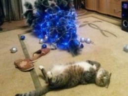 Коты и елки: запорожцы делятся забавными фотографиями в соцсетях (ФОТО)