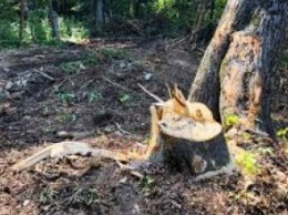 На Днепропетровщине мужчина незаконно нарубил леса почти на 100 тыс. гривен
