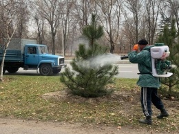 Спилите - будет вонять: в Запорожье защитили елки от вандалов