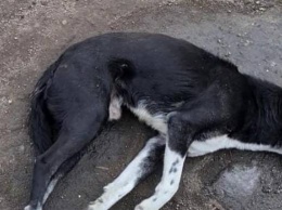 Собак продолжают травить в Запорожье