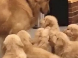 Пользователи сети смеются над псом, который испугался щенков