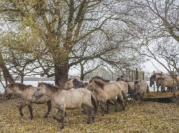 После месяца на карантине: в Одесской области на волю выпустили диких лошадей