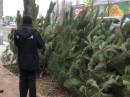 В Саксаганском районе Кривого Рога выявлено два факта незаконной торговли новогодними елками