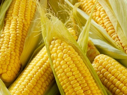 Семена кукурузы: особенности и рекомендации фермеров