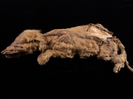 В Канаде нашли мумию волчонка возрастом 57 000 лет
