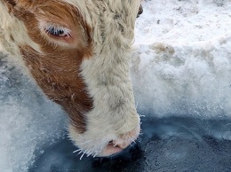Якутские охотники одевают коров в меховые бюстгалтеры