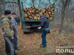 На Николаевщине поймали банду лесорубов (ФОТО, ВИДЕО)