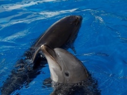 В Крыму рекордное число погибших дельфинов