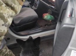 Запретное зелье нашел служебный пес на КПВВ «Чонгар»