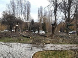 Власти Симферополя объяснили массовую вырубку деревьев в сквере им. Высоцкого, - ФОТО, ВИДЕО