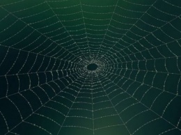 В Китае обнаружили пять новых видов пауков