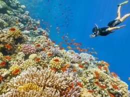Коралловые рифы Египта оказались под угрозой исчезновения