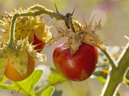 Не елка, но с иголками. Новый тренд аграриев - колючие томаты (ФОТО)