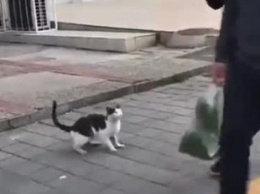 Пушистый котик рвался в драку: в Сети показали видео с малышом