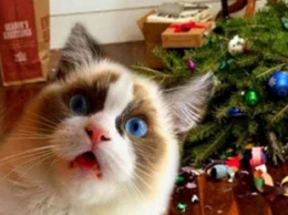 "Думали, не достану?!" Кот добрался до подвесной елки на потолке и рассмешил Сеть