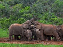 Нейросеть посчитала слонов в Африке