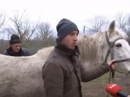Под Тернополем школьники украли двух лошадей, чтобы как следует отпраздновать Новый год. Видео