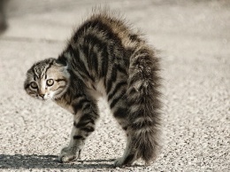 На Таирова обнаружили котенка с бешенством: он покусал людей