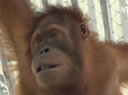 В Индонезию доставили двух спасенных суматранских орангутанов (видео)