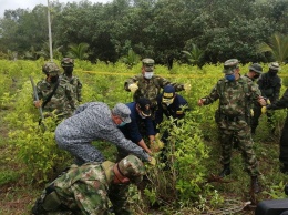 В Колумбии за год уничтожили 130 тыс. га плантаций коки - максимум за последние 12 лет