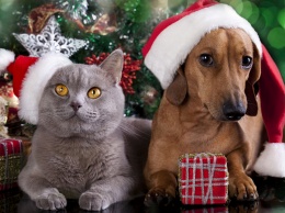 Как уберечь домашних животных в Новогодние празники