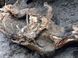 В Сибири нашли идеально сохранившегося носорога ледникового периода