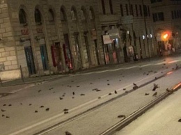 Дождь из мертвых птиц усеял центр Рима (видео)