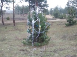 Будем жить: в Павлоградском лесу обнаружена новогодняя елочка