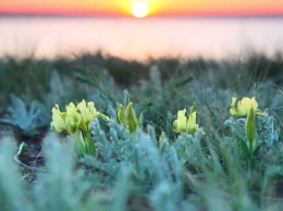 Тепло, как весной: на побережье Куяльника распустились цветы