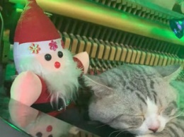 Котик спит внутри фортепиано, пока его владелец играет рождественские мелодии