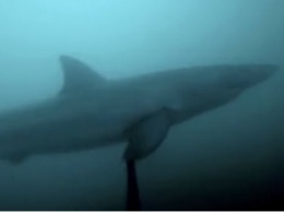 Дайвер столкнулся под водой с огромной белой акулой - жуткий момент попал на видео