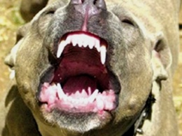 В Кривом Роге неадекватный владелец собаки терроризирует целый микрорайон