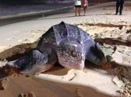 В первый час нового года: впервые за много лет морская черепаха отложила яйца на Пхукете (ФОТО)