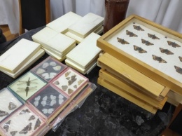 Житомирскому краеведческому музею передали коллекцию насекомых