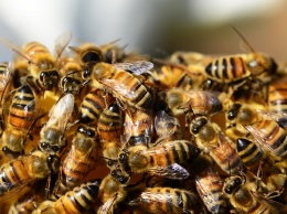 Из-за аномально теплой погоды в Одесской области проснулись пчелы. Видео