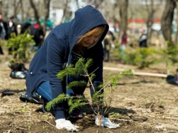 Вместо сломанных: запорожцы хотят высадить новые деревья в сквере Яланского