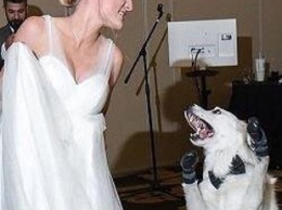 Сеть насмешило видео, как талантливый пес станцевал с невестой на свадьбе