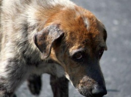 В Мелитополе вилами зверски убили пса (фото 18+)