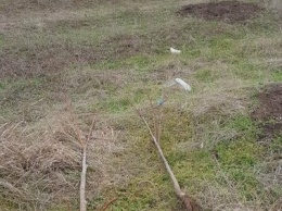 В Николаеве неизвестные выкопали десятки недавно высаженных лип в парке "Дружба", - ФОТО