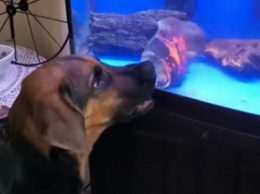 Пес и рыба в аквариуме устроили бои без правил: курьезное видео