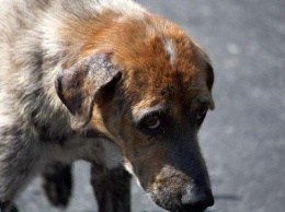 Зоозащитники не в восторге от реакции полиции и власти на убийство собаки