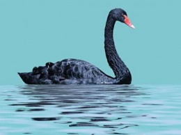 От Brexit до краха вакцин от COVID: 10 черных лебедей 2021 года