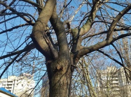 Суду не хватает парковки: во дворе на Таирова собираются спилить 60 деревьев