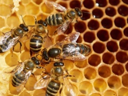 Украинских пчеловодов пригласили к участию в London Honey Awards 2021