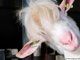 Ученые выяснили, что козы не ищут легких путей