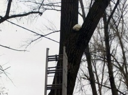 Два дня на дереве: в Кривом Роге спасли кота